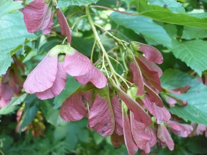 Клен полевой черноклен