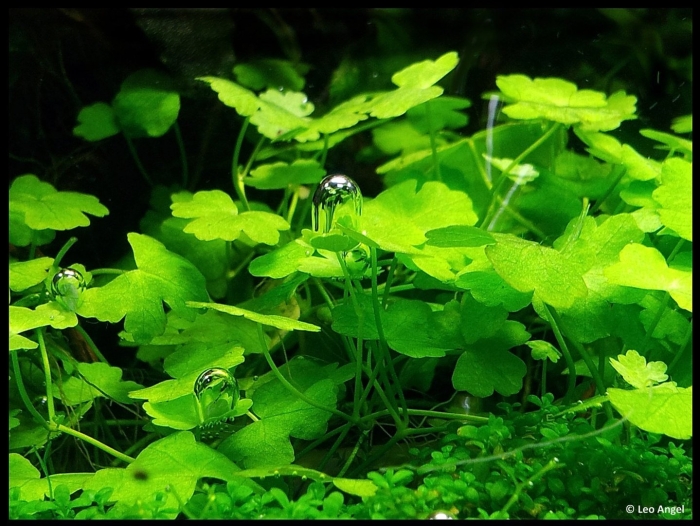 Гидрокотила трипартита