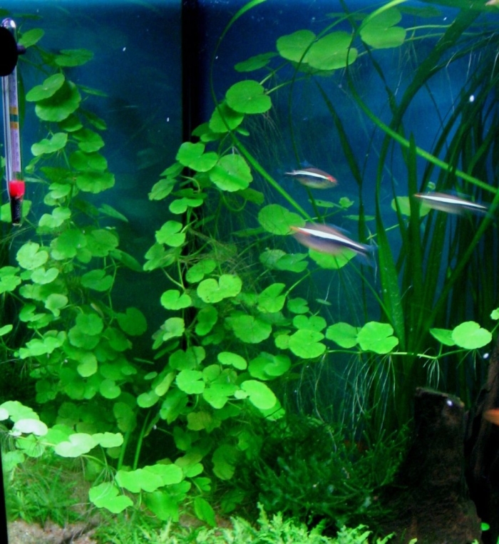 Щитолистник аквариумное растение