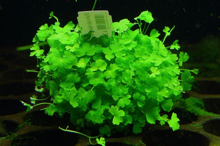 Гидрокотила трипартита аквариумное растение