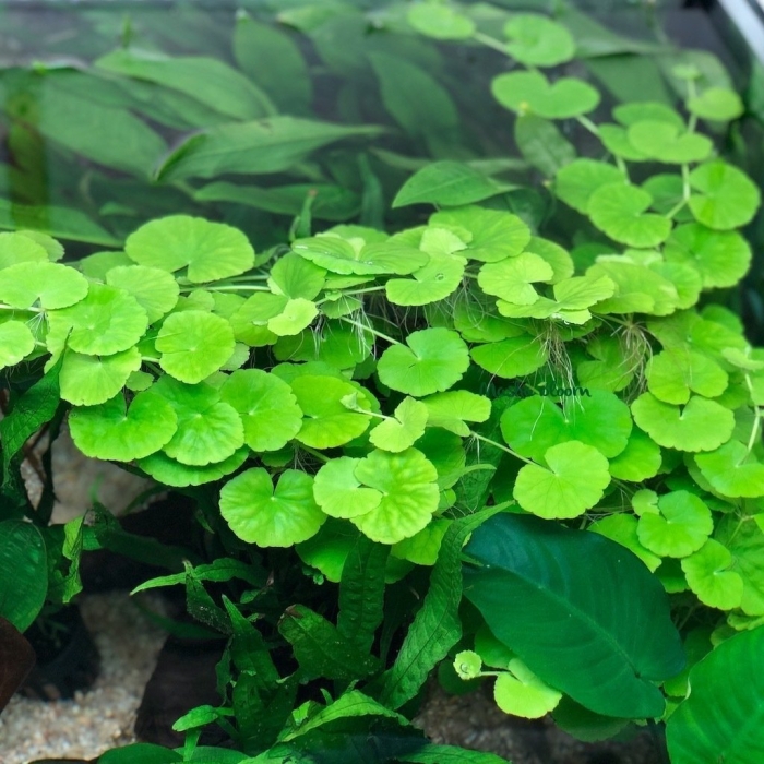 Щитолистник гидрокотила белоголовая