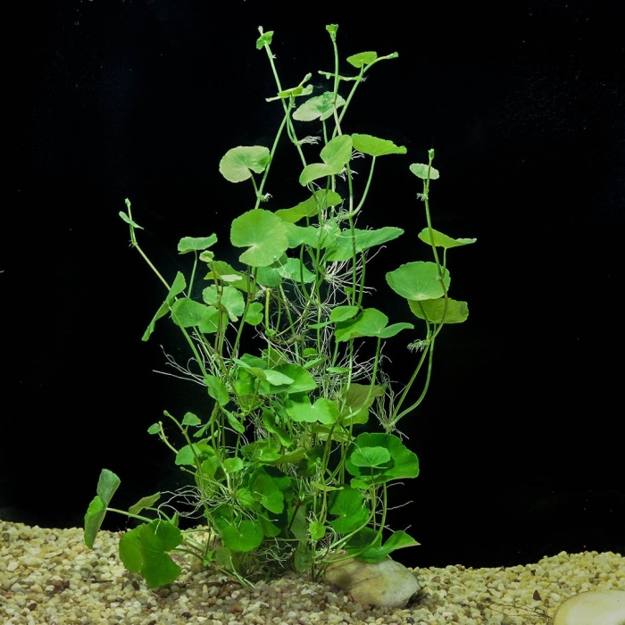 Гидрокотила трипартита аквариумное растение