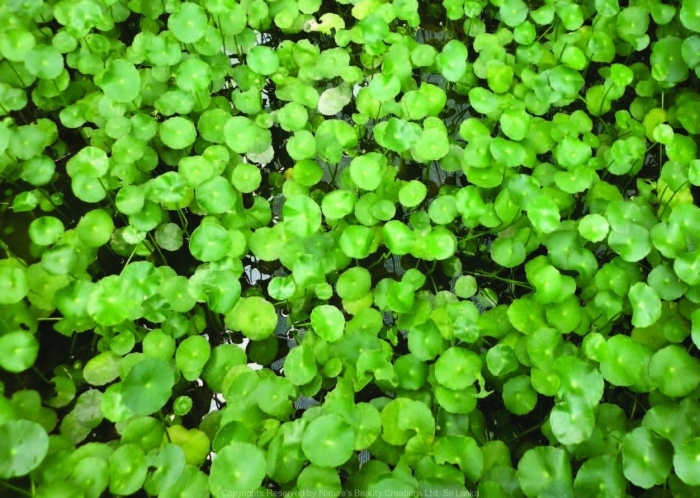 Ряска малая lemna minor