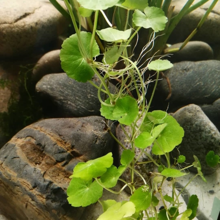 Гидрокотила белоголовая (hydrocotyle leucocephala)