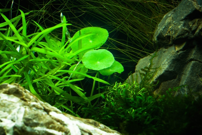 Гидрокотила вертициллата