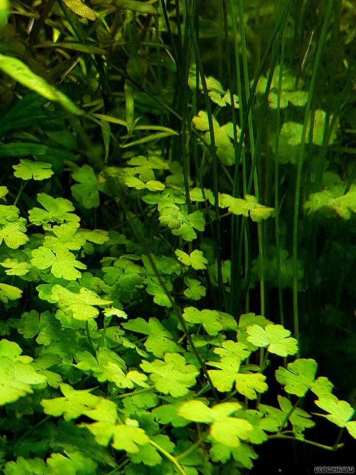 Гидрокотила трипартита (hydrocotyle tripartita)