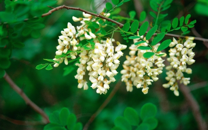 Робиния лжеакация