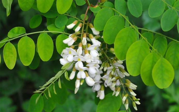 Robinia pseudoacacia