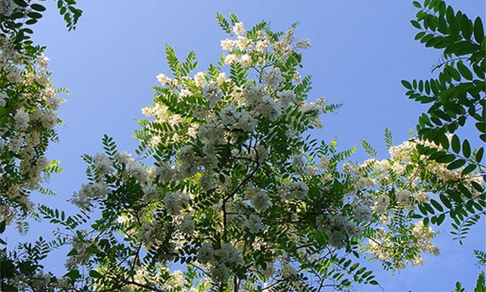 Цвела акация