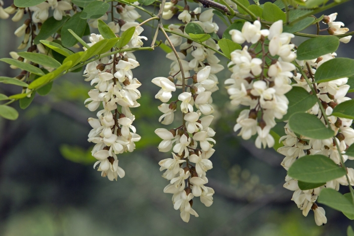 Акация белая робиния дерево