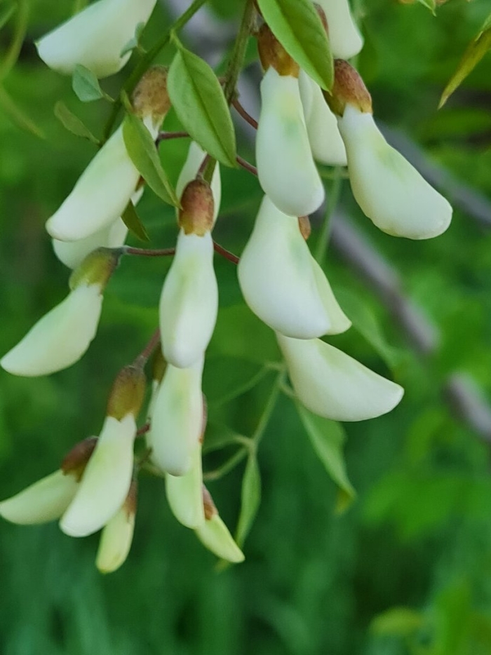 Робиния лжеакация куст