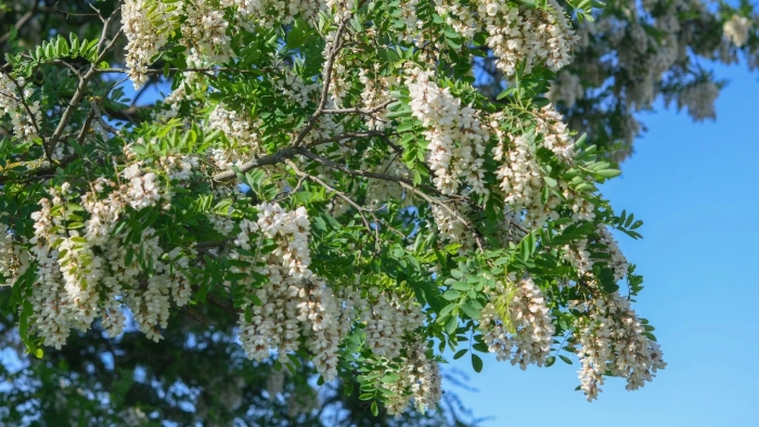 Робиния лжеакация