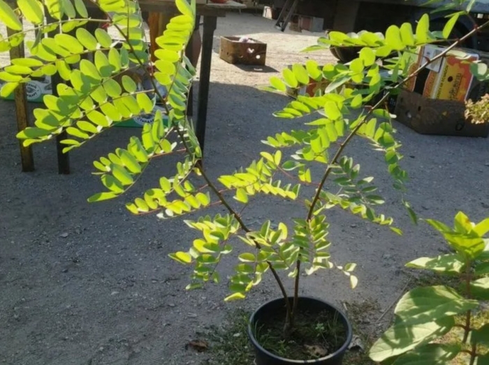 Акация ленкоранская саженец