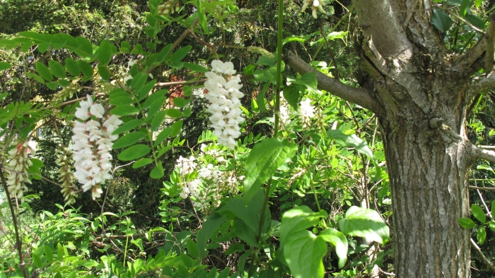 Белая акация дерево
