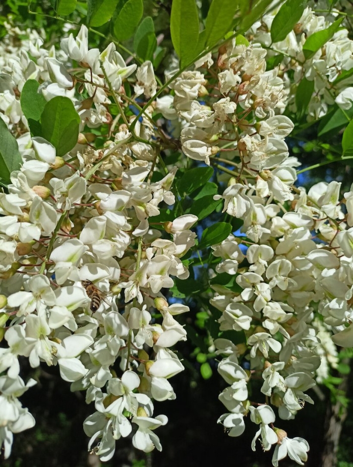 Акация белая альба