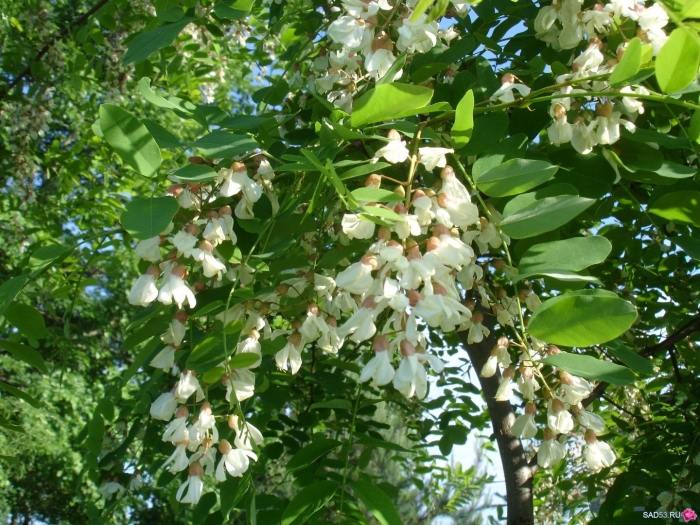 Robinia pseudoacacia