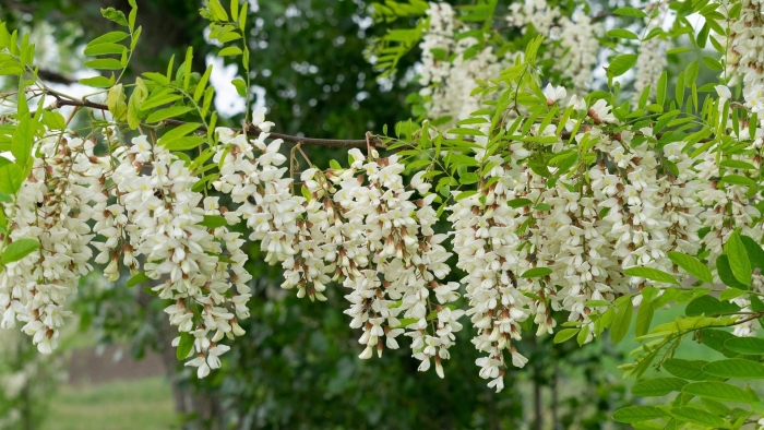 Робиния лжеакация