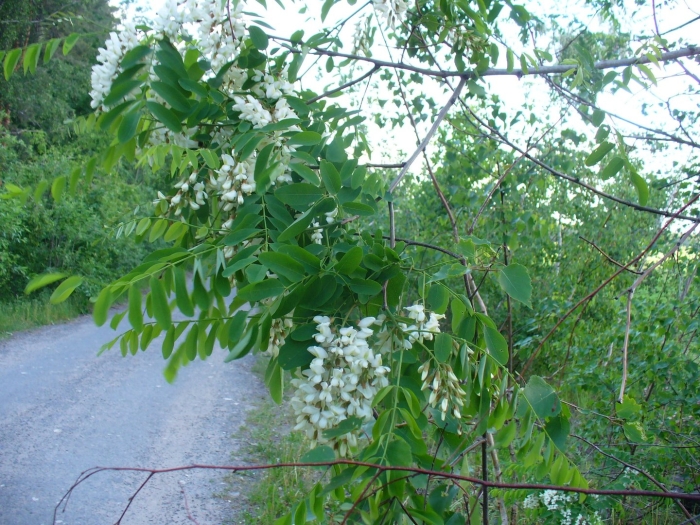 Акация куст
