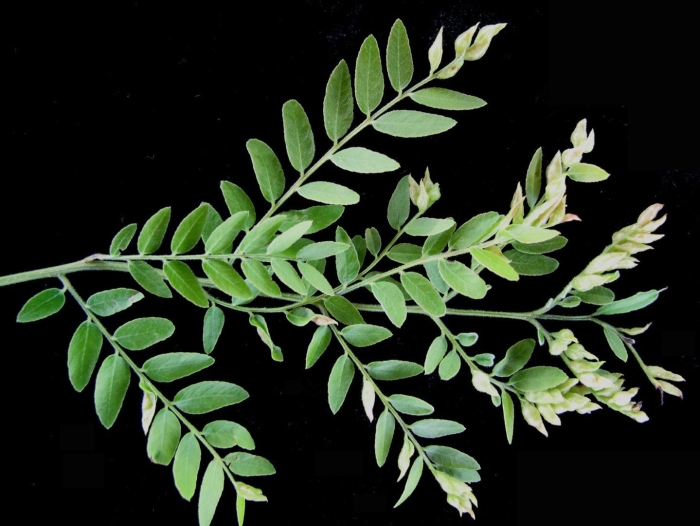 Gerditschia triacanthos