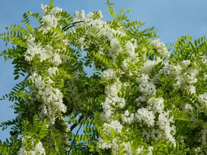 Акация белая (робиния псевдоакация) (robínia pseudoacácia)