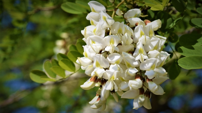 Акация белая цветки