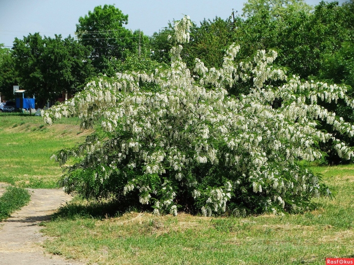 Кладрастис кентуккийский