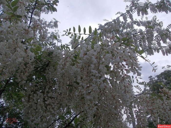 Акации гроздья душистые