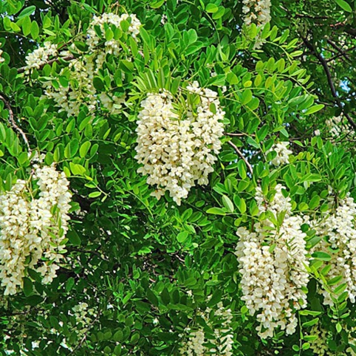 Робиния псевдоакация