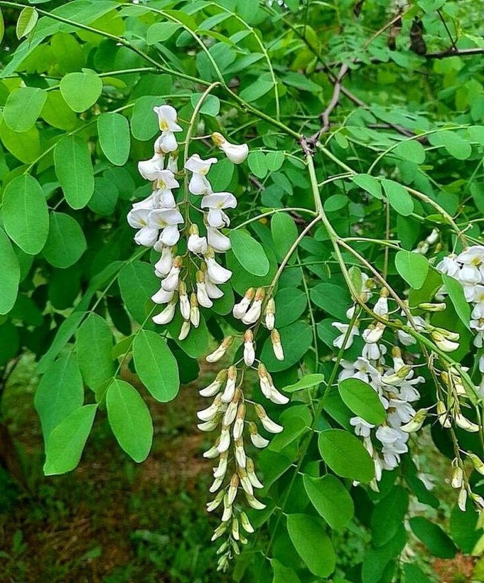 Робинии псевдоакации