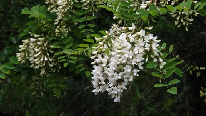 Белая акация робиния лжеакация