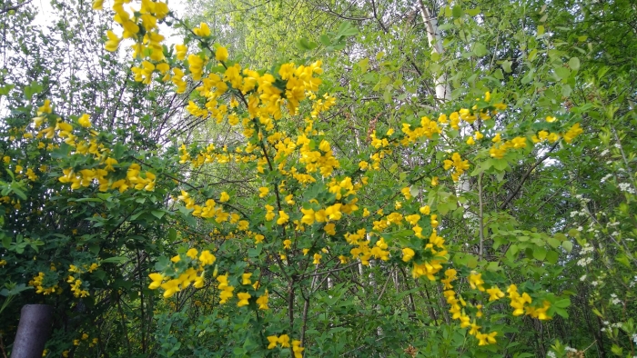 Акация желтая