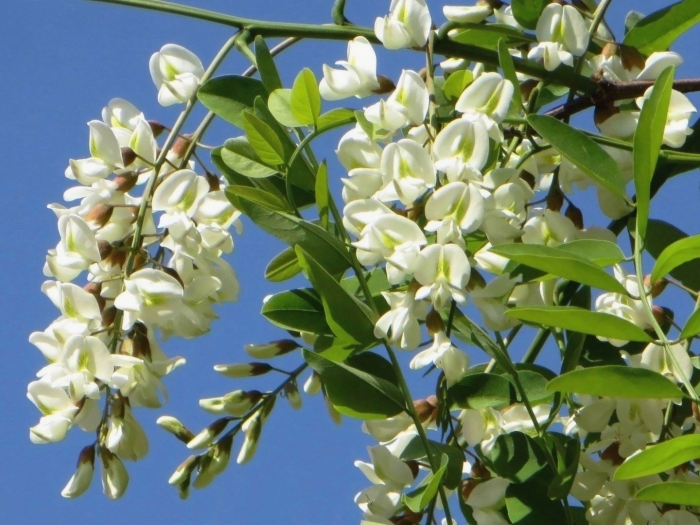 Белая акация кустарник