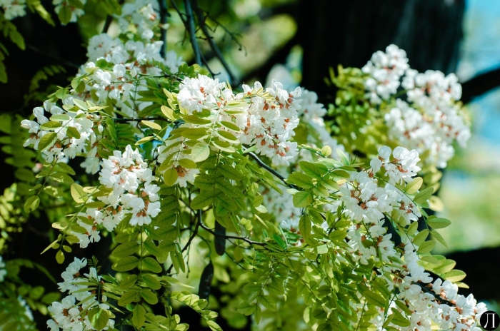 Акация белая робиния