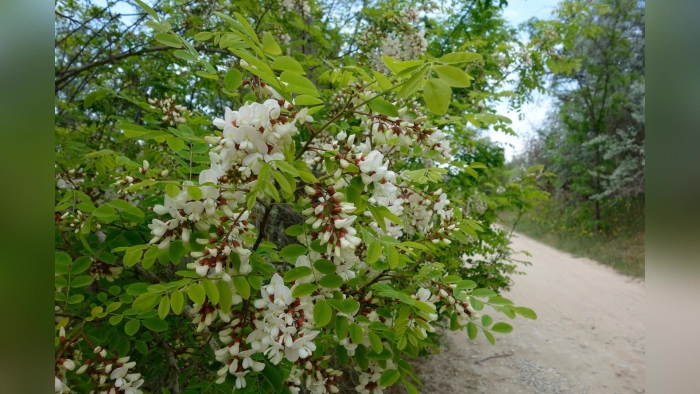 Акация цветение
