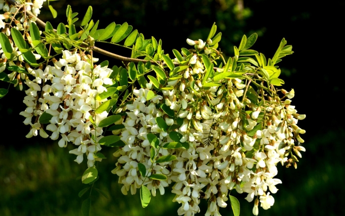 Акация белая робиния