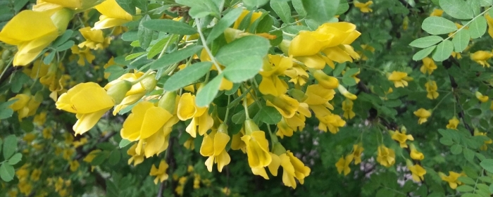 Желтая акация