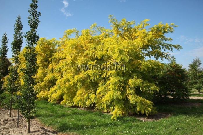 Gleditsia triacanthos sunburst