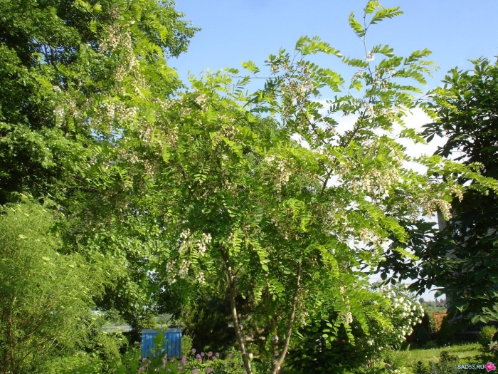 Белая акация робиния лжеакация