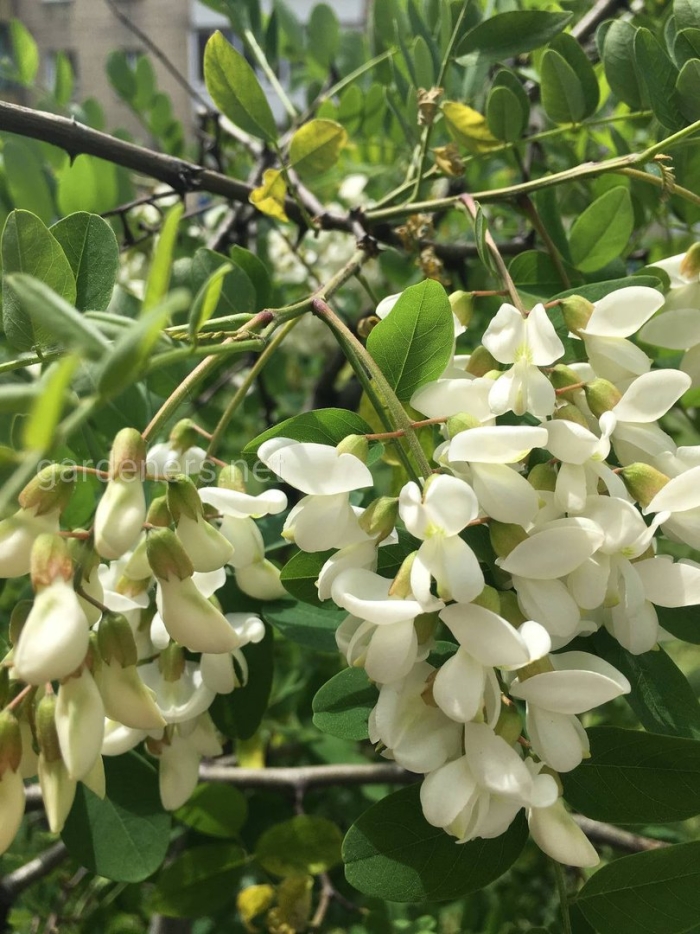 Белая акация дерево