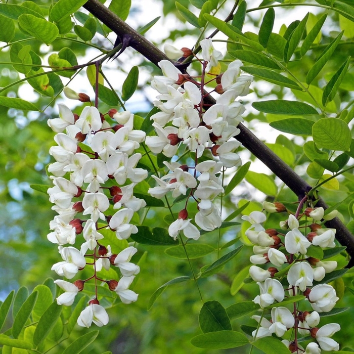 Цветки акации