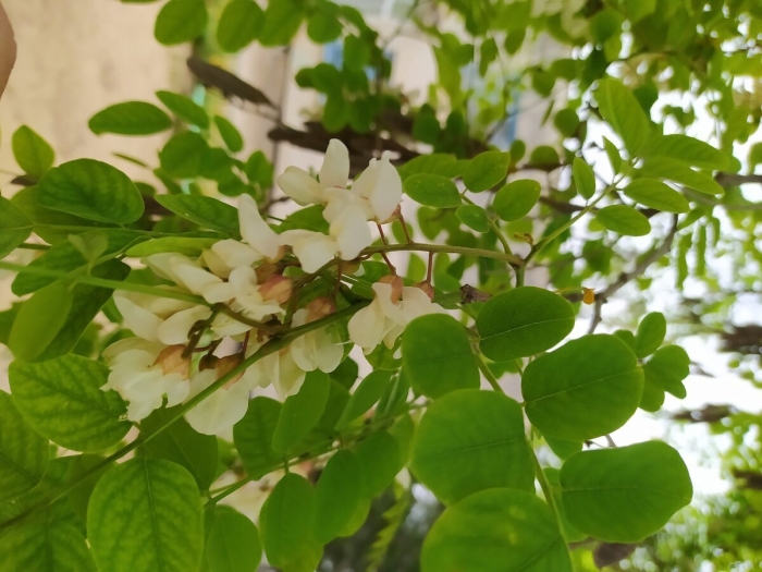 Трехлистная акация