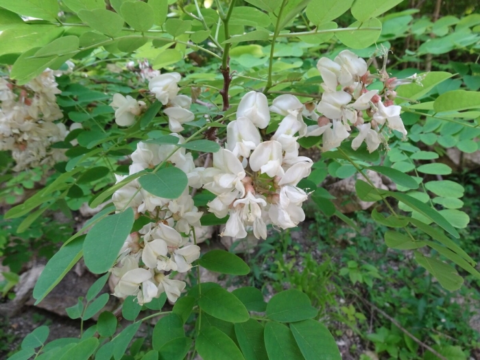 Белая акация робиния ложноакациевая