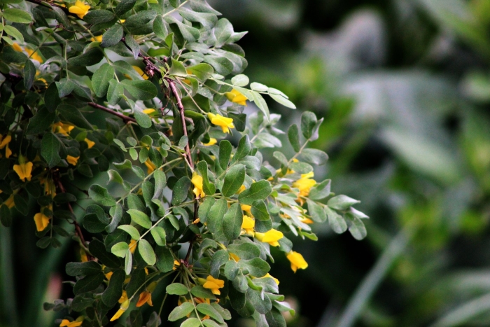 Карагана акация древовидная caragana arborescens