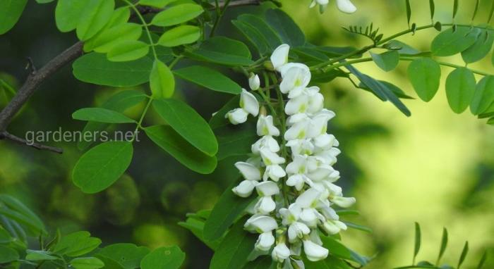 Акация белая робиния