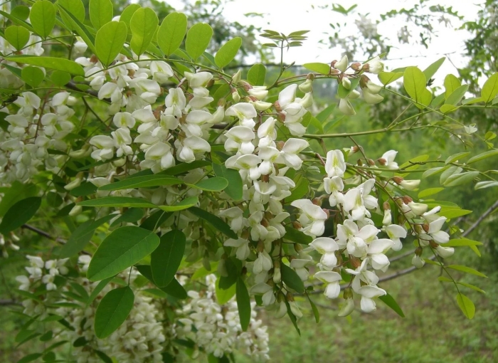 Робиния псевдоакация