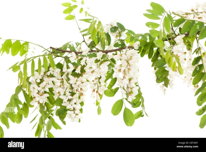 Ветка акации