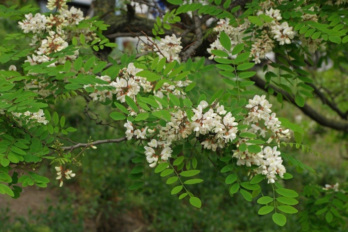 Акация белая робиния