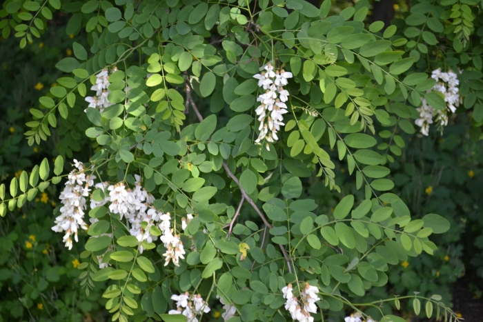 Робиния лжеакация