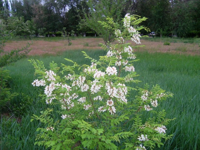 Белая акация робиния ложноакациевая