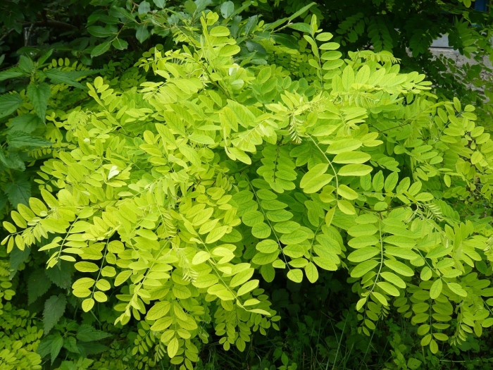 Робиния псевдоакация ауреа